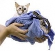 Гигиена и уход за кошками