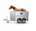 Ветеринария для лошадей
