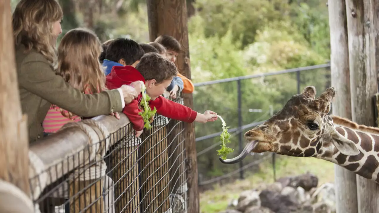 What is your list of must see animals when you go to the zoo?